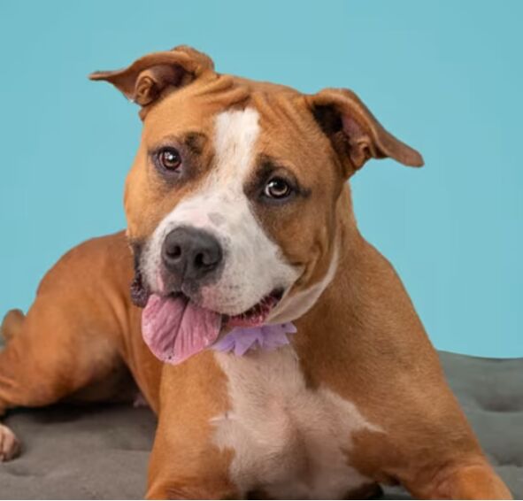 The Importance of Regular Vet Checkups for Your Dog image